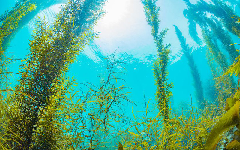 山东千亿球友会能QJN-421无氯灭藻剂简10条